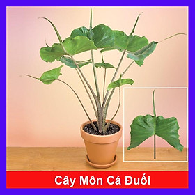 Mua Cây Môn Cá Đuối Alocasia Stingray - Cây cảnh để trong nhà + Tặng phân bón cho cây