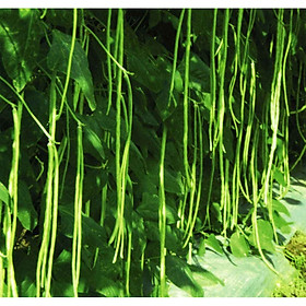 Bộ 1 gói Hạt giống đậu đũa lùn 