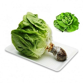 XÀ LÁCH MỠ THỦY CANH JOLLY