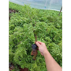 Mua Cây giống đinh lăng nếp lá nhỏ