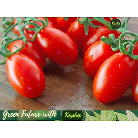 Mua Hạt giống Cà chua Cherry đỏ