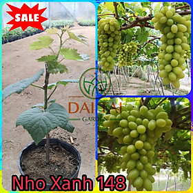 Cây Nho Xanh Ninh Thuận ( NH01_148 ) - Cây Đẹp Cam Kết Chuẩn Giống