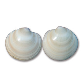 Sò Bơ Mỹ Tươi Sống - Size 1kg 4 Đến 6 Con - Nhập Khẩu Trực Tiếp Từ Mỹ Bằng Đường Hàng Không - Hải Sản Hoàng Gia - 1 Đổi 1 Tận Nhà trong 24h - (Do đặc tính của sản phẩm nên trọng lượng thực tế có thể chênh lệch so với số lượng bạn đặt hàng. Hải Sản Hoàng Gia sẽ xác nhận lại với bạn khi có sự thay đổi.)