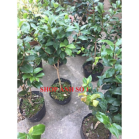 Mua Cây trà my trắng cổ  cây bạch trà cổ hiếm nhiều nụ chơi tết  bầu lớn