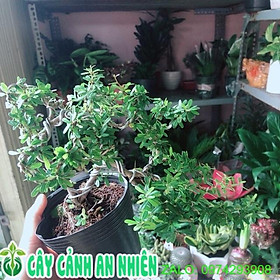 Cây Linh Sam Bonsai