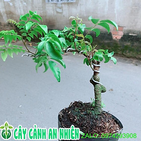 Cây Khế Bonsai