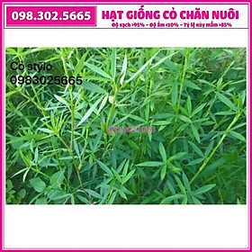 Hạt giống cỏ đậu stylo trong chăn nuôi - gói 200g