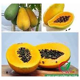 Mua Hạt giống đu đủ ruột vàng lai F1 - 1 gói 10 hạt-tặng kèm gói phân bón lót