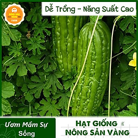 Hạt giống Khổ Qua F1 Dễ Trồng, Trồng Được Quanh Năm, Được Nhiều Nhiều Yêu Thích (Gói 10 Hạt) - Nông Sản Vàng