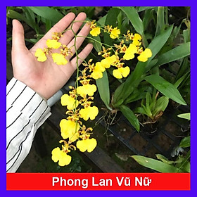 Lan Vũ Nữ - cây cảnh trong nhà + tặng phân bón cho cây mau lớn