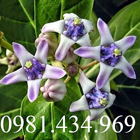 Hạt Thầu Dầu Tía Giống Chữ.a Tr.ĩ Hiệu Quả Chuẩn Tía -sp