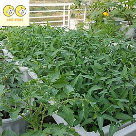 Mua 01 Gói Hạt Giống Rau Muống Tre