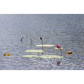 Mua Tranh canvas hoa Sen treo phòng khách ST-00088