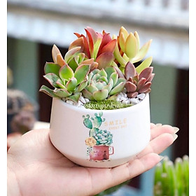 Mua TIỂU CẢNH SEN ĐÁ XƯƠNG RỒNG + CHẬU SỨ + TIỂU CẢNH TRANG TRÍ NHƯ HÌNH