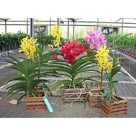 Mua COMBO 5 CÂY GIỐNG LAN MOKARA ĐỦ MÀU