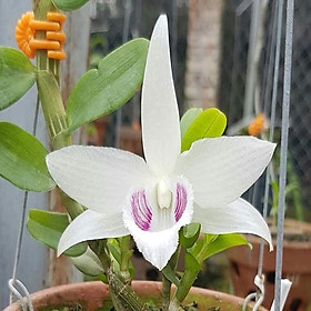 Mua Hoa lan - 5ct bảo duy hàng gieo hạt( cao 15cm)