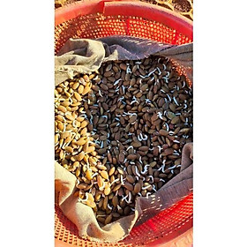 50 gram hạt giống bồ kết