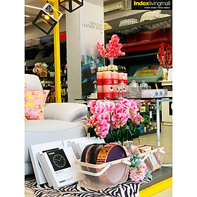Chậu Hoa Lan FALENO Màu Hồng Index Living Mall
