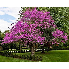 Mua (sản phẩn hot) CÂY HOA HẠNH PHÚC - CÂY GIỐNG GỬI NGUYÊN BẦU