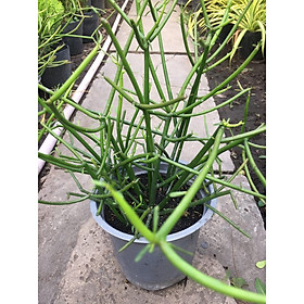 Cây bút chì (cây xương khô)