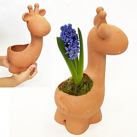 Mua Chậu đất nung Hươu Cao Cổ - chậu có lỗ  Cây Kiểng Thạnh Xuân  chậu trồng bonsai  cây cảnh  sen đá