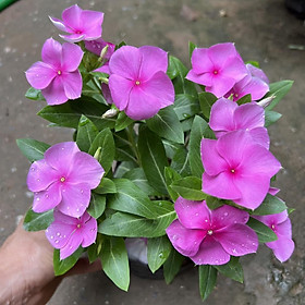 Mua Cây hoa dừa cạn nhiều màu cao 15cm  cây nở hoa rực rỡ quanh năm  cây hoa cảnh trồng ban công  sân vườn