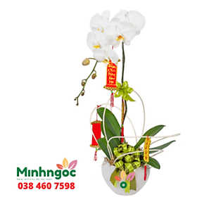 Hoa Lan – tượng trưng cho sắc đẹp hoàn hảo và tinh tế – 202