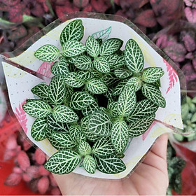 Mua Cây cẩm nhung Fittonia  lá may mắn nhiều màu đẹp