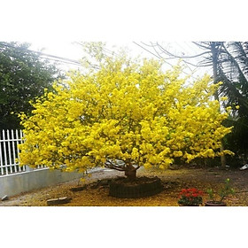 Mua CÂY GIỐNG MAI VÀNG CÁNH KÉP ĐẠI LỘC - NHANH VÀ SIÊU HOA CHUẨN GIỐNG
