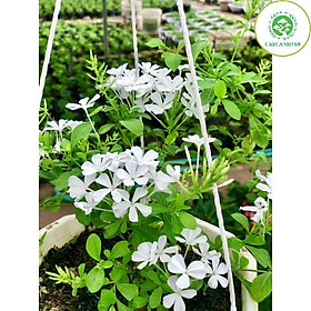 Mua Cây hoa bạch xà chậu treo (Ảnh thật)