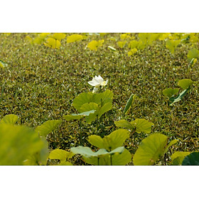 Mua Tranh canvas hoa Sen treo phòng khách ST-00492