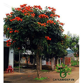 Mua CÂY GIỐNG CÂY SÒ ĐO CAM