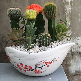 Xương Rồng Nhỏ