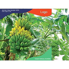 CÂY GIỐNG CHUỐI TÂY LÙN THÁI LAN SIÊU QUẢ