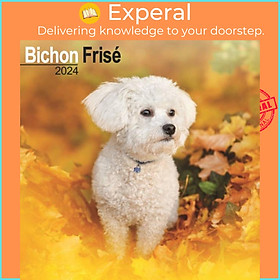 Sách - Bichon Frise Calendar 2024  Square Dog Breed Wall Calendar - 16 Month by  (UK edition, paperback)