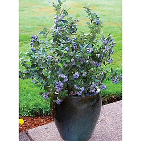 Mua Cây việt quất đã trưởng thành đang hoa và quả cao 50- 60 cm (ảnh thật số 2)  Cây khỏe mạnh  không sâu bệnh 