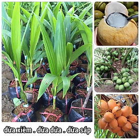 Cây giống Dừa Xiêm Dứa [ Dòng F1 - thu hoạch sau 2,5 năm ].