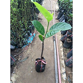 Cây giống mít trái dài MALAYSIA