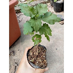 Mua Cúc Hoạ mi kép - Cây nhỏ Cúc họa mi kép