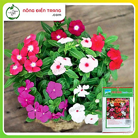 Mua Hạt Giống Hoa Dừa Cạn Rủ Nhiều Màu Phú Nông - Gói 20 Hạt - Tỉ Lệ Nảy Mầm Cao  Dễ Trồng  Nhiều Hoa VTNN Nông Điền Trang