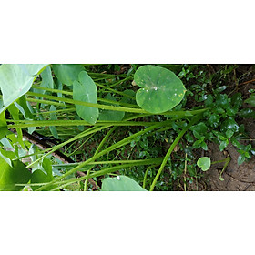 Mua Cây dọc mùng/môn bạc hà nấu canh chua