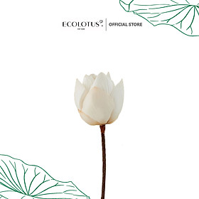 Mua Hoa Sen Sấy Khô ECOLOTUS  Giữ Trọn Màu Sắc Tự Nhiên Theo Công Nghệ Sấy Lạnh Đặc Biệt  Hoa Nguyên Cành Trang Trí