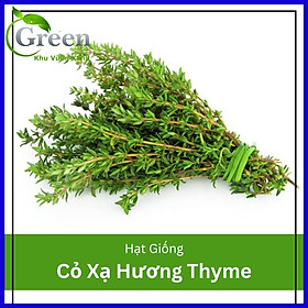 Mua Hạt Giống Cỏ Xạ Hương Thyme (50H)