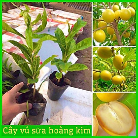 Mua CÂY GIỐNG VÚ SỮA HOÀNG KIM - VÚ SỮA VÀNG VỎ MỎNG THỊT DÀY THƠM ( ảnh thật hình cuối)