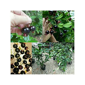 Mua Cây Giống CHERRY BRAZIL - Cây Ăn Quả