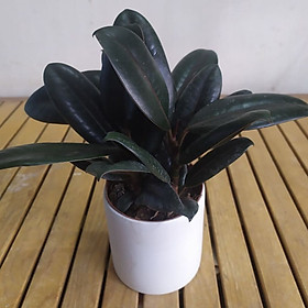 Cây Đa Búp Đỏ Chậu Sứ Để Bàn Tặng Kèm Sỏi Trang Trí