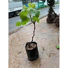 Sản phẩm NHO MÓNG TAY MĨ NỮ