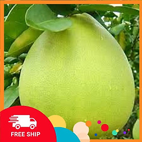 Mua Cây BƯỞI TÂN TRIỀU CHẤT LƯỢNG UY TÍN