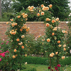 Mua GỐC HOA HỒNG LEO PHÁP DÂY LEO ĐỦ MÀU