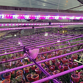 Đèn Trồng Cây Hoa Lan trong nhà LED Smart Light giúp bổ sung ánh sáng để cây hoa lan phát triển tốt và ra chồi nhanh (Dài 1.2m/Bộ) 